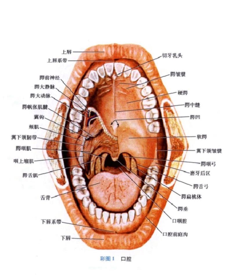 口颌解剖图