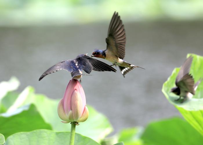 吉大南校区晏湖里的荷花正在盛开,在荷花丛中,有几只小燕子,正在焦急