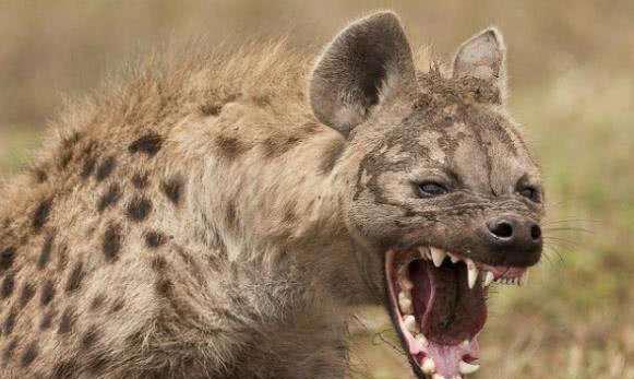 凶猛的鬣狗为啥会怕非洲人?看完真是心酸!