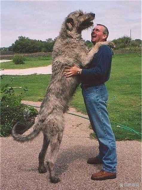 世界上最大的10只狗藏獒排不进前3第1名被誉为犬中皇帝
