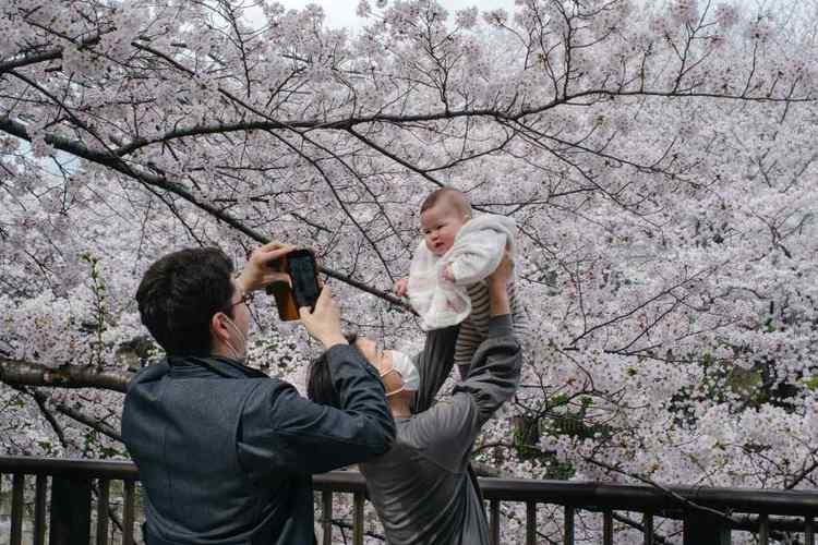 3月30日,人们在日本东京目黑川沿岸的樱花树下拍照.
