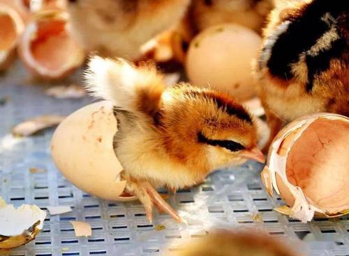 孵化率以及育雏工作的成功,养殖户需清除了解小鸡出壳时的适宜温度
