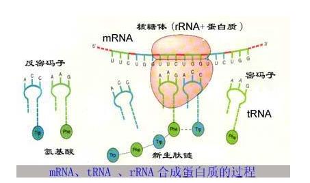 核糖体rna是mrna还是rrna?