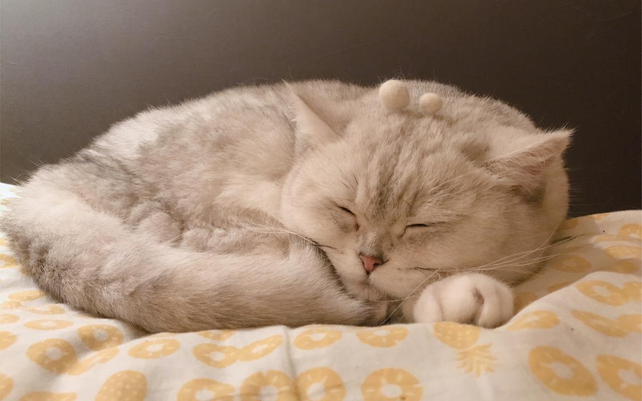 懒猫睡觉,冬天猫床上蹭电热毯
