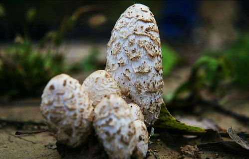 黑龙江野生蘑菇图片及名字