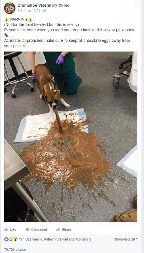狗不能吃巧克力:英国拳师犬被喂食巧克力后吐满一地
