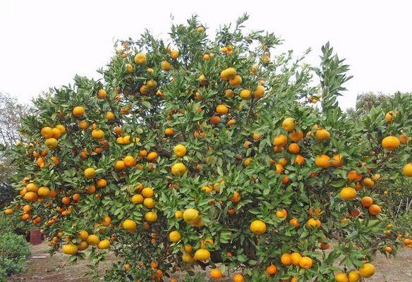 为什么你种植的柑橘产量低可能是修剪没到位这4个阶段这样做
