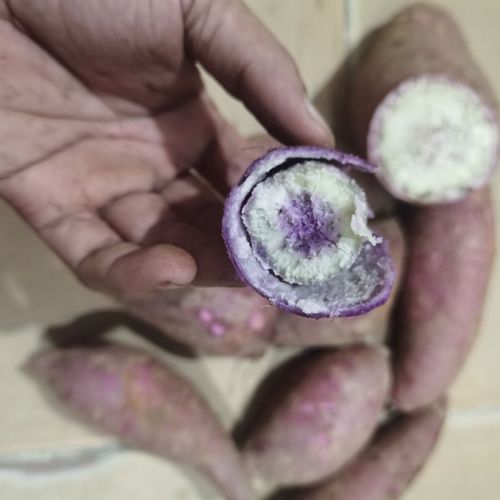 阳江一点红冰沙地红薯花心紫白心薯新鲜地瓜正宗板栗紫色番薯