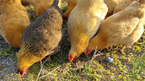 如何在山林中养殖虫子鸡?这4个常见的养殖方法,是非常重要的!