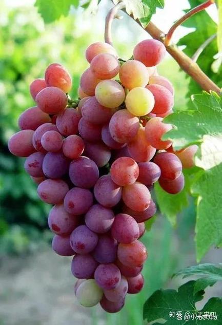 葡萄有什么有趣的知识,从汪曾祺《关于葡萄》中学习