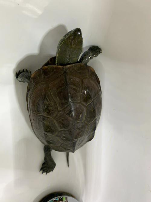 集美们帮忙看看这只龟龟的性别和年龄