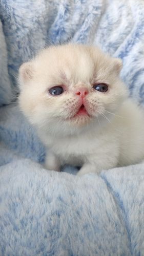异国短毛猫 红白乳白加菲猫 cfa赛级血统纯种猫 可空运