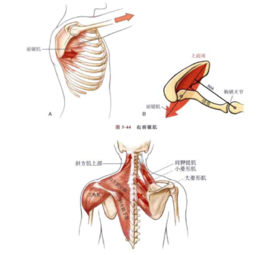 它的内侧缘向后出现翘起的畸形,形成内侧的翼状育胛,由于畸形的肩胛骨