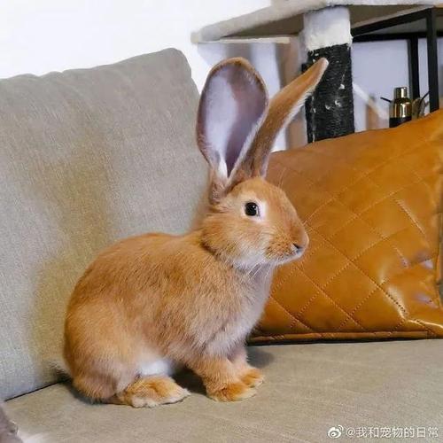 这兔子跟个驴似的,大耳朵竖起来好像听八卦的我!