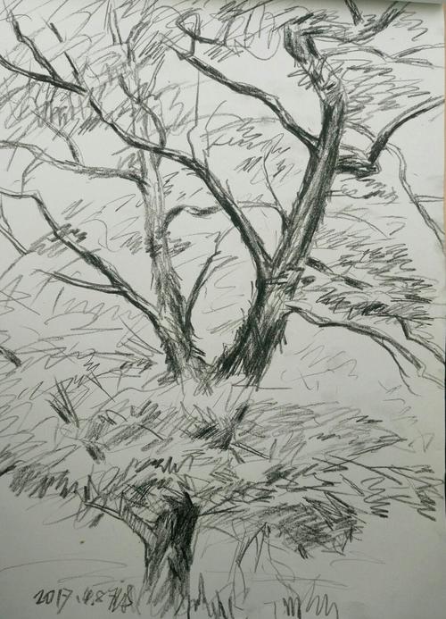 炭笔素描树
