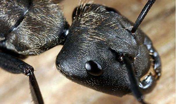 体型约为普通蚂蚁的5倍, 是世界上体型最大的蚂蚁种类之一