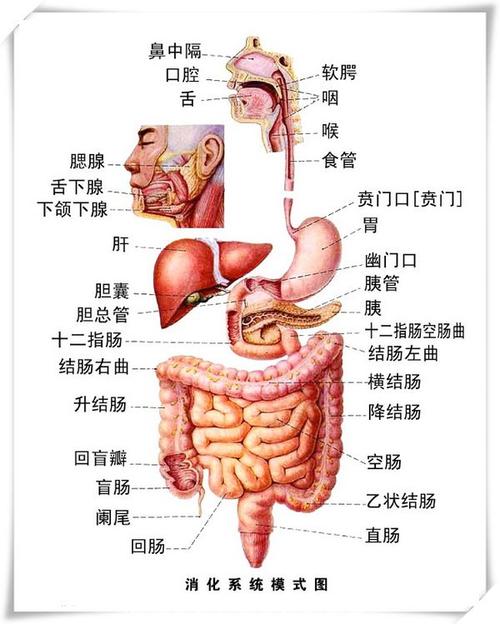谁有人体消化器官的图