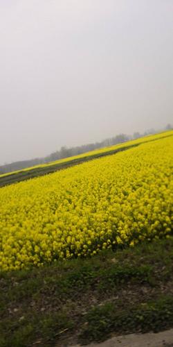 春天来到了田野里,金黄的油菜花都开放啦!
