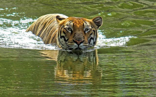 老虎有多擅长游泳,它们是怎么和水结下不解之缘的?