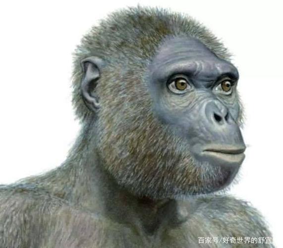 人类的起源:人猿篇——猿猴是怎样向人类进化的