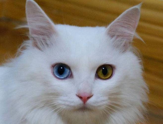 两只眼睛不一样的猫叫什么猫_情况_品种_颜色