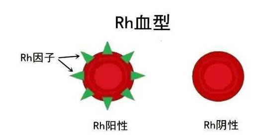 表示为rh(-)和rh( )分为rh阴性血和rh阳性血,属于