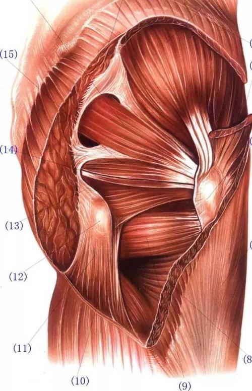 臀部浅层与深层肌肉解剖