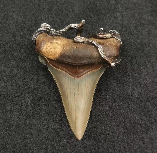 精品安格迪斯鲨鱼牙化石吊坠手工包银镶嵌