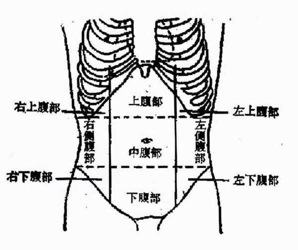胃疼在人体哪个部位图胃在人身体哪个位置图