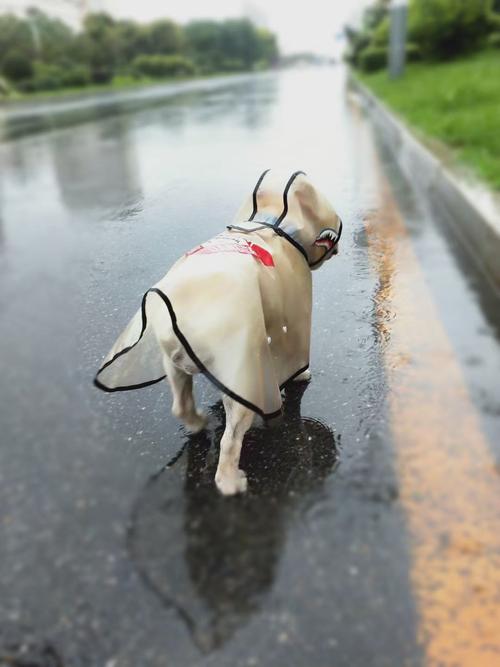 一只穿着雨披在雨中漫步的狗狗