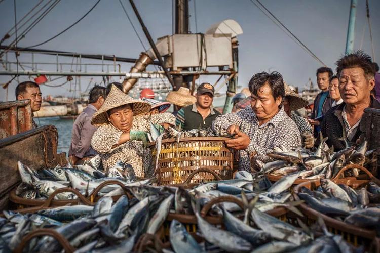开渔大丰收!东山485艘渔船到港,带鱼,鲳鱼和黄鱼收获颇丰!