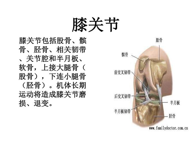 人工全膝关节表面置换术