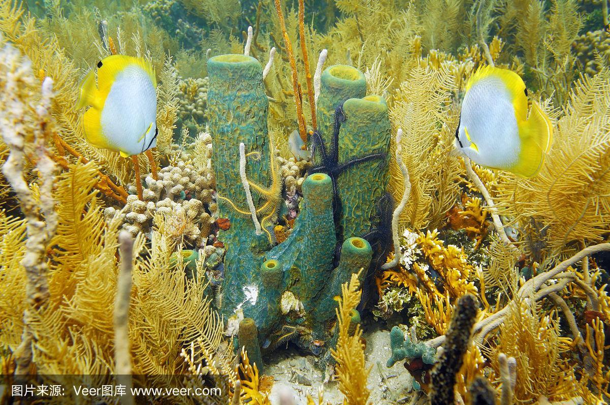 珊瑚园中的水下生物海绵