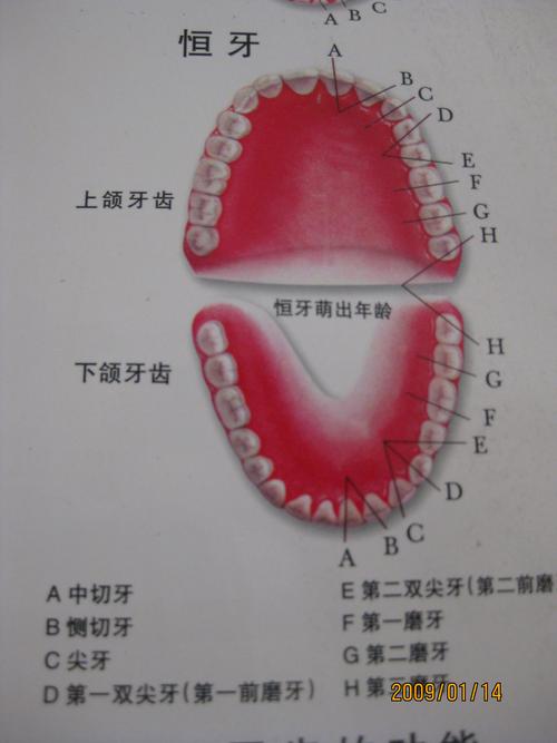 牙齿排列名称