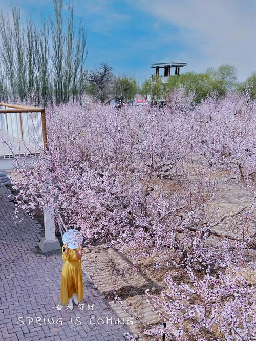 新疆的春天来啦78托克逊杏花拍照技巧推荐