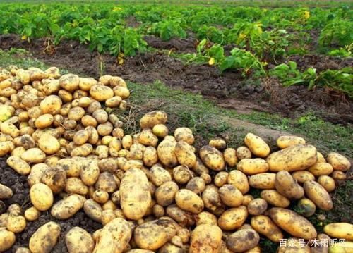 种植马铃薯,如何进行施肥,有哪几种施肥的形式?需要注意什么?