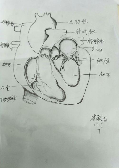 初一生物心脏简化图怎么画