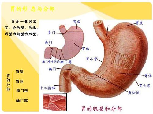 胃底 胃 的 分 部 胃体 喷门部 幽门部