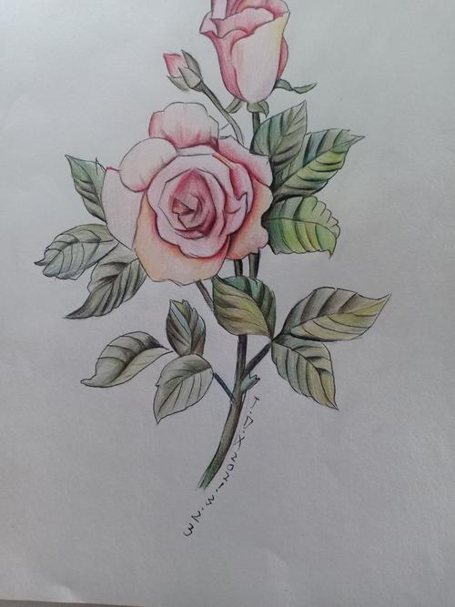 彩铅绘画玫瑰