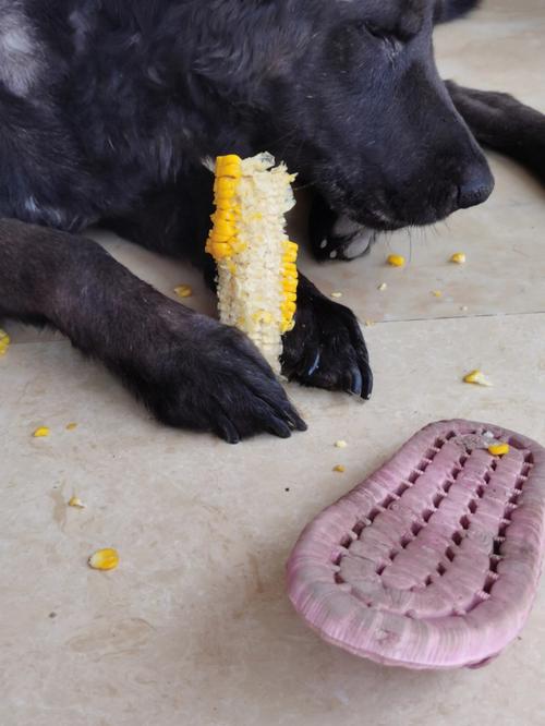 小狗吃玉米