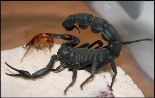 单性繁殖蝎子