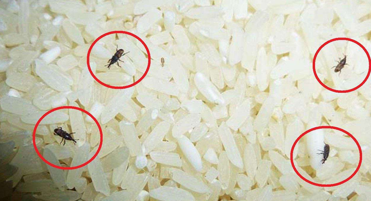 长虫的米可以吃吗