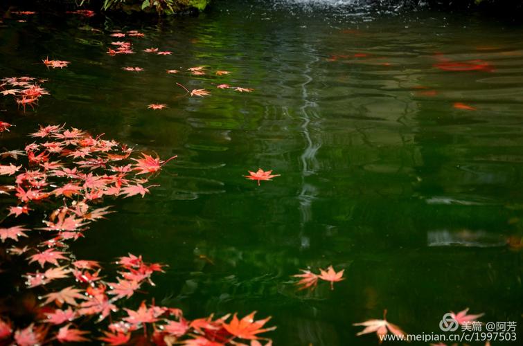 枫叶片片落水中