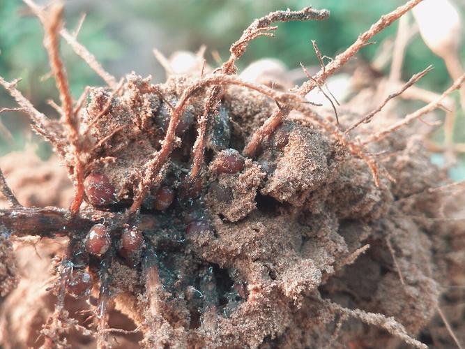 花生地下害虫,俗称钢子虫,生物学上叫做新黑地蛛蚧!