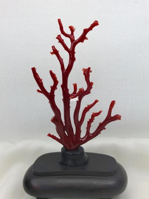 红珊瑚摆件阿卡赤血色光滑润泽颜色深形状漂亮天然树形优美独特