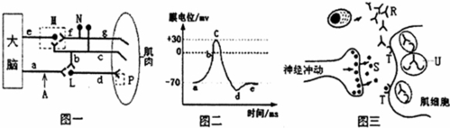 图二表示图一中a点在受到适宜刺激后动作电位的产生和恢复过程.