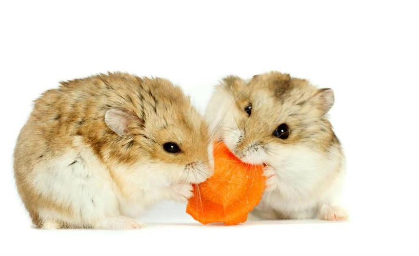 仓鼠最喜欢吃什么水果
