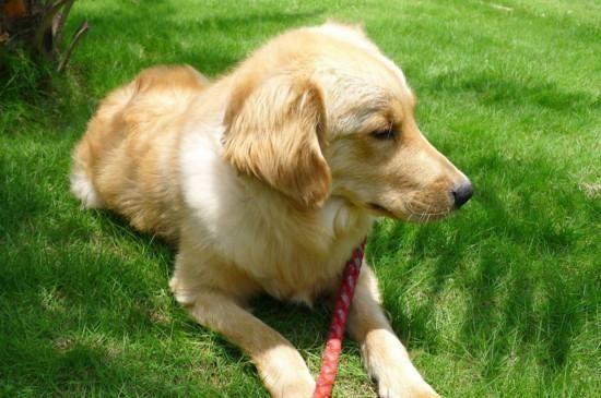 [训练狗狗]一岁金毛怎么训练,训练金毛的方法与技巧-小虾米