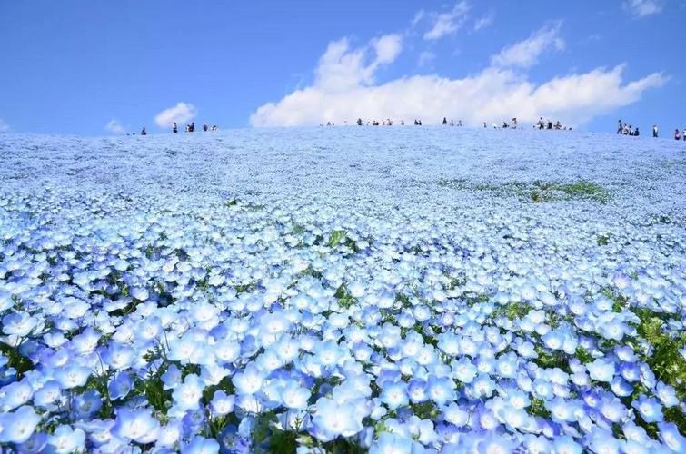 日本网友疯传的蓝色花海就在这里,五一期间正盛开