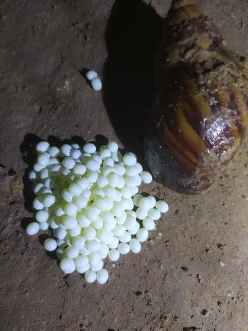 您好欢迎进入白玉蜗牛新乡县七里营天河蜗牛养殖厂官方网站
